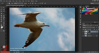 Refine Edge in Curs Adobe Photoshop CC