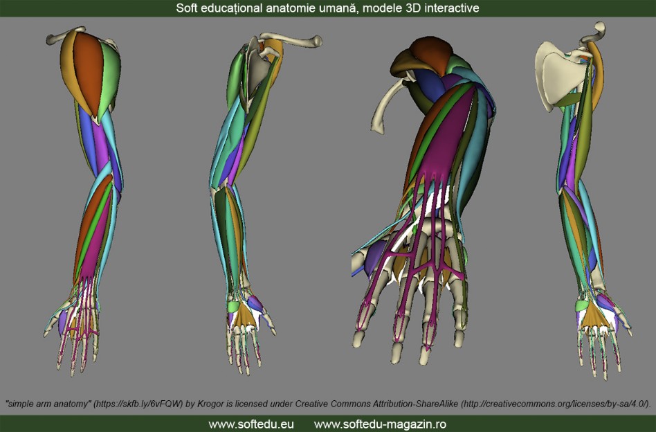 Soft educational anatomie, musculatura brat