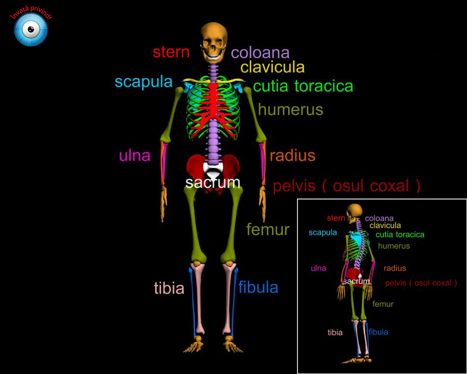 Soft educațional Anatomie Umană